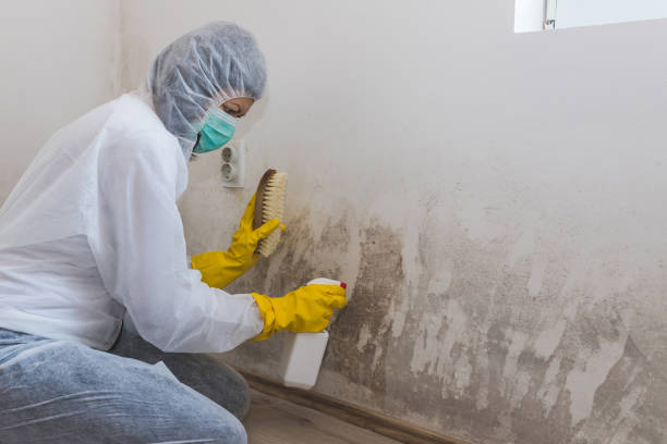 Why You Should Choose Our Mold Remediation Services in Hillsboro, TX